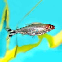 Brilliant Head Rummynose Tetra 3.5cm 