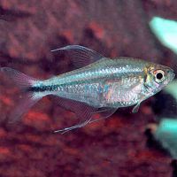 Phoenix Tetra 3cm