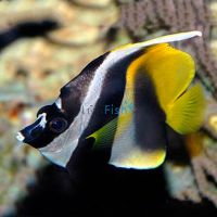 Masked Bannerfish - Medium