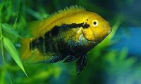 Rainbow Cichlid 3.5cm