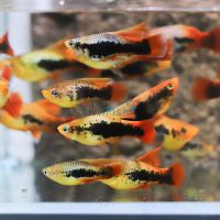 Hi Fin Variatus Tuxedo Platy 4cm