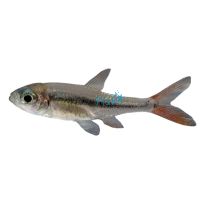 Hockey Stick Tetra - Red Tail 3.5cm
