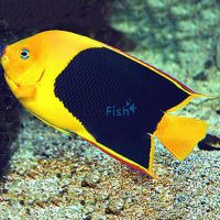 Rock Beauty Angelfish - Small