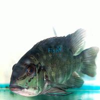 Hoplarchus Psittacus 5cm