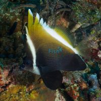 Horned Bannerfish - Medium