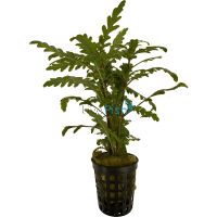 Hygrophila Pinnatifida - Bunch