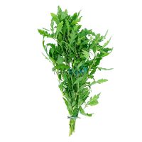 Hygrophila Pinnatifida Bunch