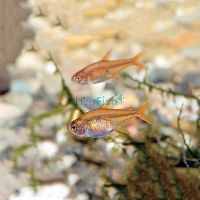 Fire Ember Tetra 2cm