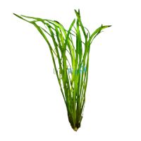 Vallisneria - Thin Bunch