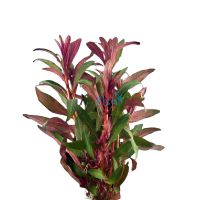 Red Ludwigia Bunch