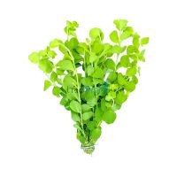 Gold Pennywort Bunch