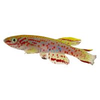 Aphyosemion Gardneri 3cm