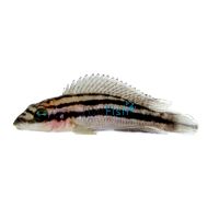 Julidochromis Dickfeldi 2cm