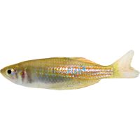 Wallaby Creek Rainbow Fish 4cm