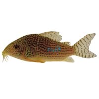 Corydoras Sterbai 4cm