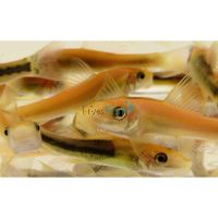 Assorted Sucking Catfish 5cm