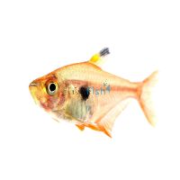 Red Phantom Tetra 3.5cm