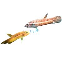 Pair Betta Pallifina 7cm