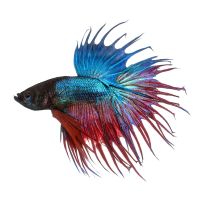 Male Betta Crowntail 5cm
