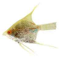 Platinum Angel Fish 4cm