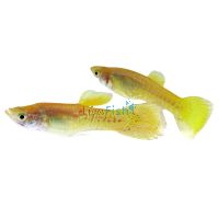 Male Gold Cobra Guppy 3.5cm