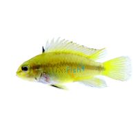 Apistogramma Trifasciata 3.5cm