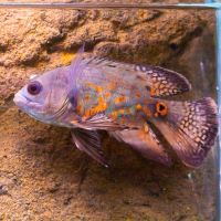 Assorted Longfin Oscar 5cm
