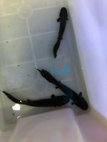 Australian Lungfish B Grade 20cm (Rounded Fins)