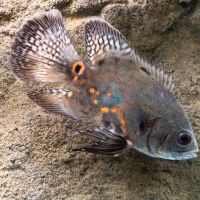 Assorted Longfin Oscar 7cm