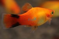 Sunset Comet Platy 4cm