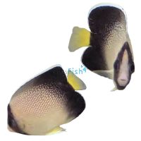 Indian Yellowtail Angelfish - Medium