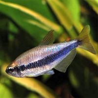 Blue Emperor - Kerri Tetra 3cm