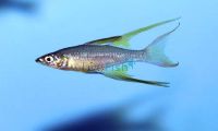 Threadfin Rainbow - Gulbuwangay River Nt 3cm