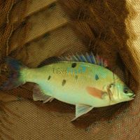 Jade Perch 4cm