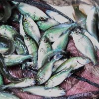 24x Jade Perch 3.5-4.5cm