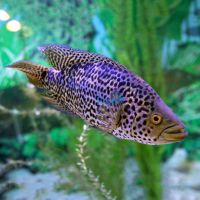 Jaguar Cichlid 10cm
