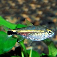 January Tetra - Wild Caught 3cm