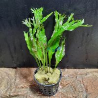 Java Fern Crested - Pot