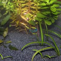 Sansibar Dark Substrate - 5kg