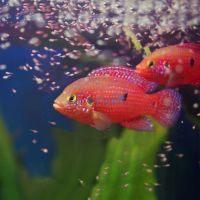 Red Forest Jewel 4cm