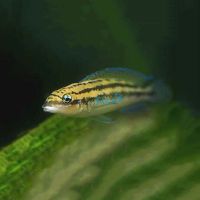 Julidochromis Dickfeldi 2.5cm