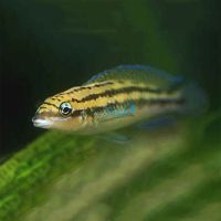 Julidochromis Dickfeldi 3cm