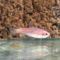 Kerri Tetra Gold Blue Emperor 3cm