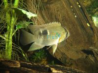 Keyhole Cichlid 4cm