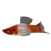 Kohaku Koi Swordtail 5cm