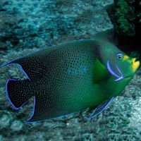 Koran Angelfish - Medium Juvenile