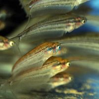 Striped Glass Catfish 5cm