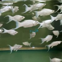 L.T Platinum Molly 5cm