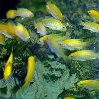 Electric Yellow 3.5cm