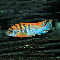 Labidochromis Hongi 5cm